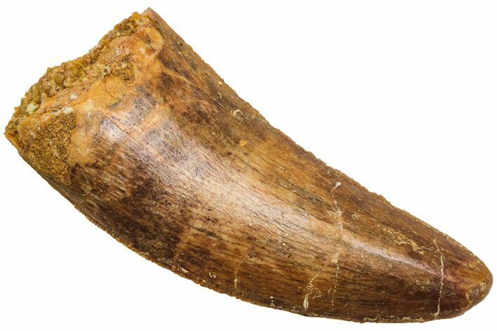 Serrated, Juvenile Carcharodontosaurus Tooth #214464